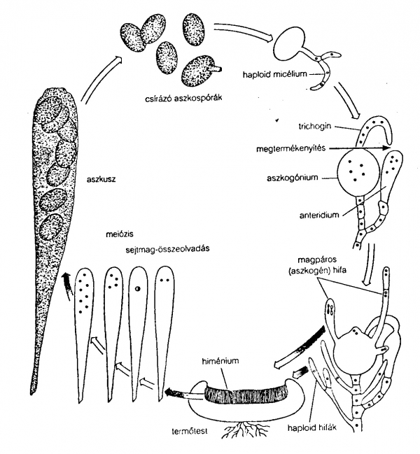 Aszkuszos gombák életciklusa