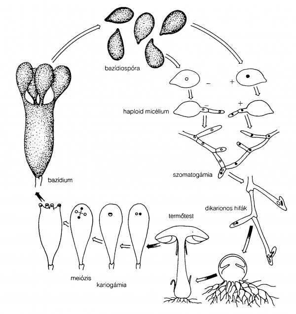 Bazídiumos gombák életciklusa